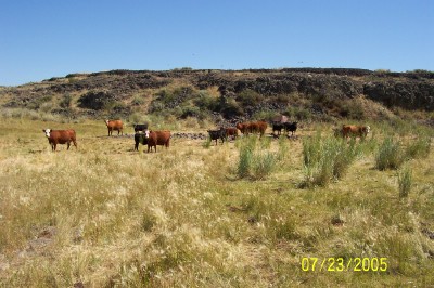 Hereford, Angus, Cows, Calves
