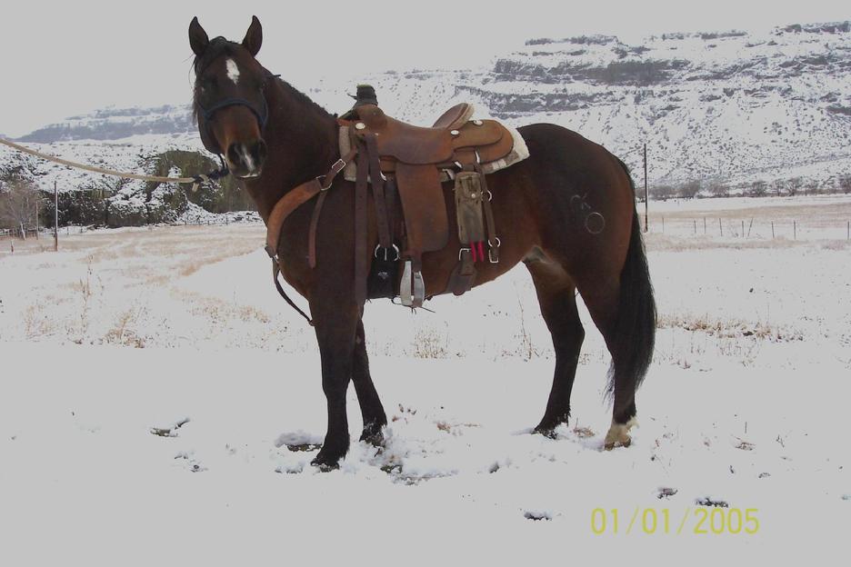 Kings Tuf N Royal